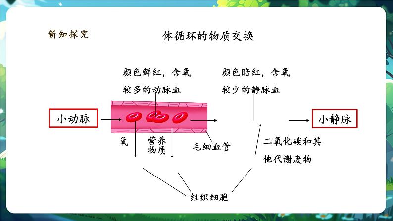 【大单元整体教学设计】北师大版生物七下4.7.2.3血液循环（第三课时）课件(共24张PPT)第8页