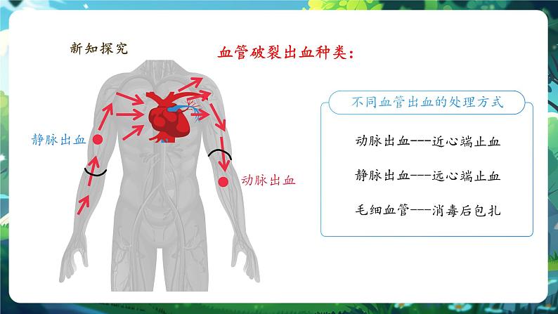 【大单元整体教学设计】北师大版生物七下4.7.2.5血液循环（第五课时）课件(共28张PPT)第6页