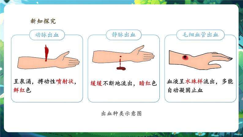 【大单元整体教学设计】北师大版生物七下4.7.2.5血液循环（第五课时）课件(共28张PPT)第7页