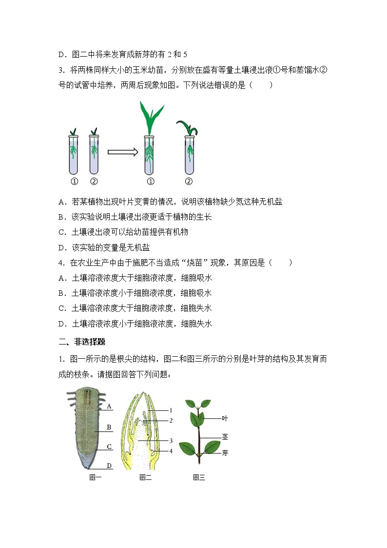 新人教版生物七下 3-1-2《植株的生长》分层作业（原卷版 湖北襄阳试题）第2页