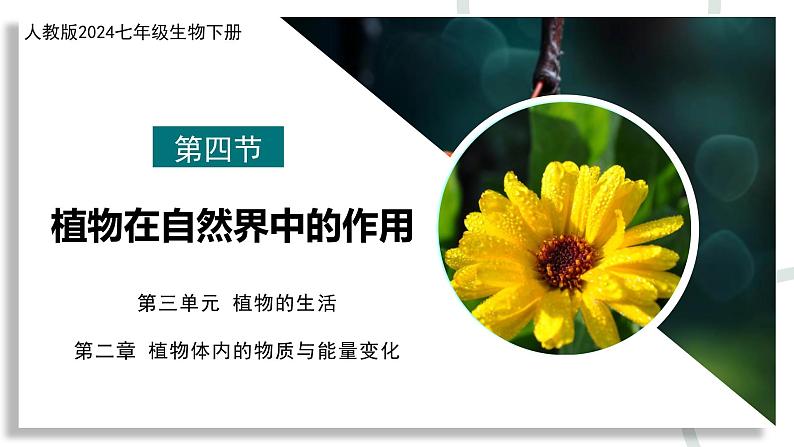 新人教版生物 七下 3-2-4《植物在自然界中的作用》课件第1页