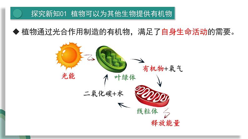 新人教版生物 七下 3-2-4《植物在自然界中的作用》课件第6页