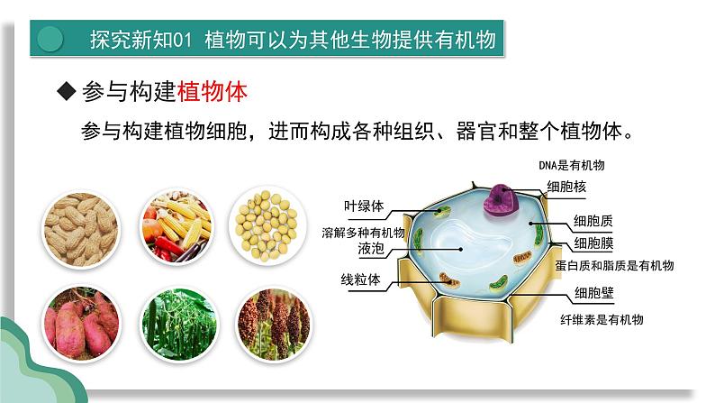 新人教版生物 七下 3-2-4《植物在自然界中的作用》课件第7页