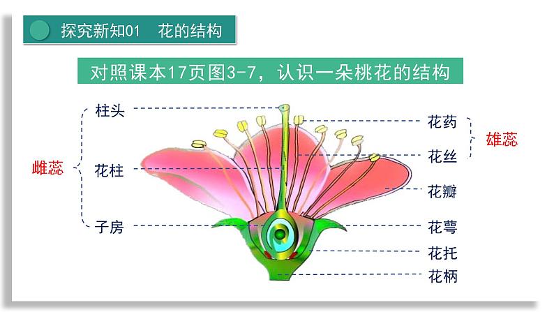 新人教版生物七下 3-1-3《开花和结果》课件第8页