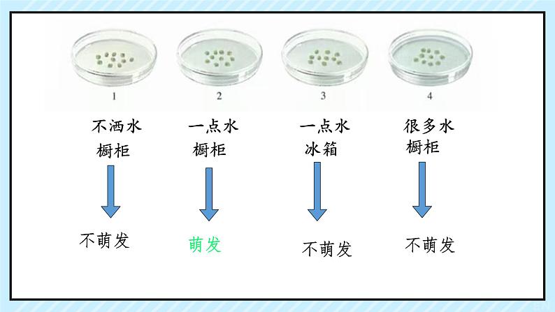 第一节 种子的萌发 课件第6页