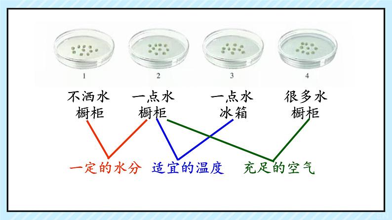 第一节 种子的萌发 课件第8页