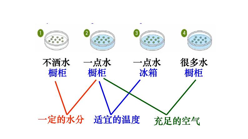 第一节 种子的萌发 课件第7页