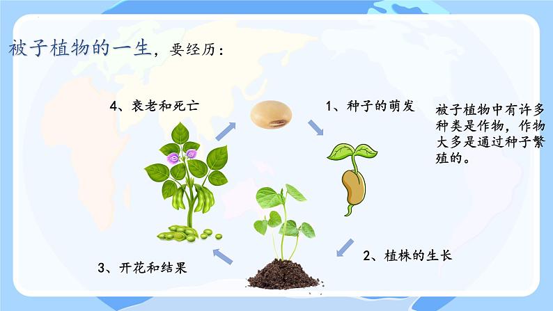 第一节 种子的萌发 课件第2页