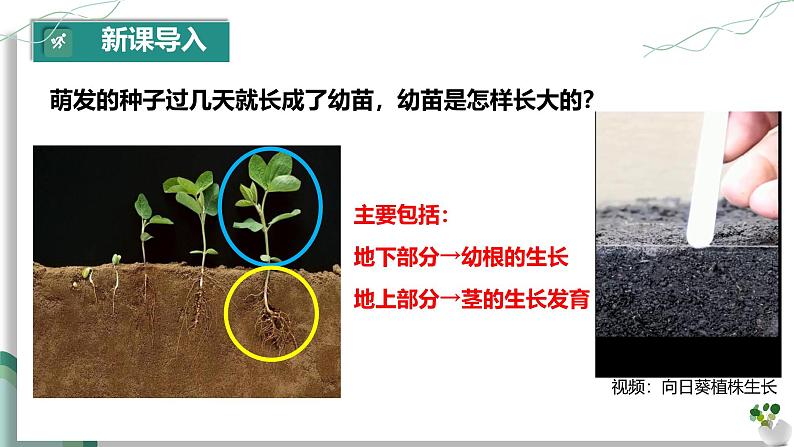 第二节 植株的生长 课件第4页