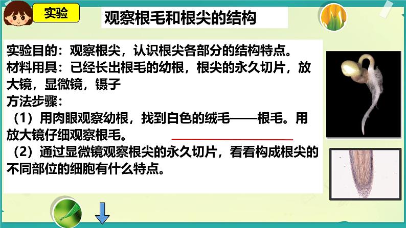 第二节 植株的生长 课件第6页