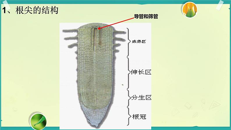 第二节 植株的生长 课件第8页