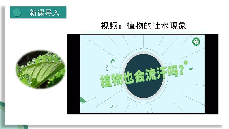 新人教版生物七下 3-2-1《水的利用与散失》课 件第4页