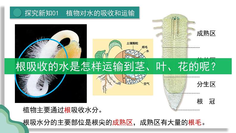 新人教版生物七下 3-2-1《水的利用与散失》课 件第7页