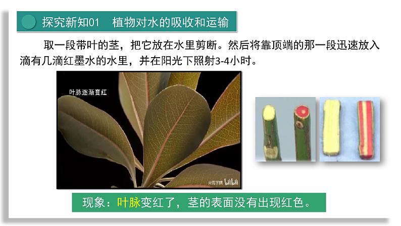 新人教版生物七下 3-2-1《水的利用与散失》课 件第8页