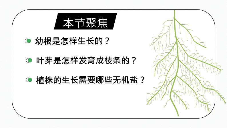 第二节 植株的生长 课件第2页