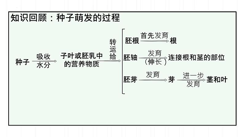 第二节 植株的生长 课件第3页