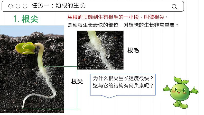 第二节 植株的生长 课件第5页