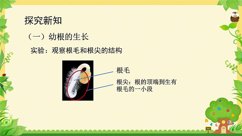 第二节 植株的生长 课件第5页