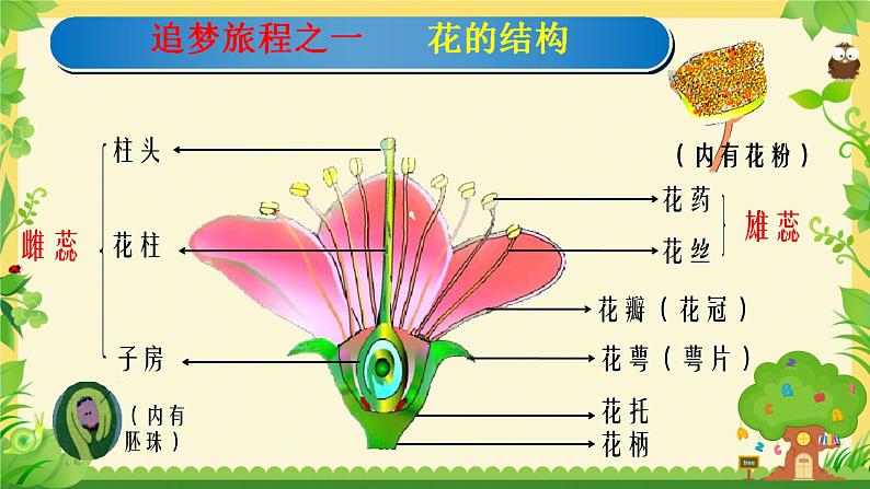 第三节 开花和结果 课件第4页