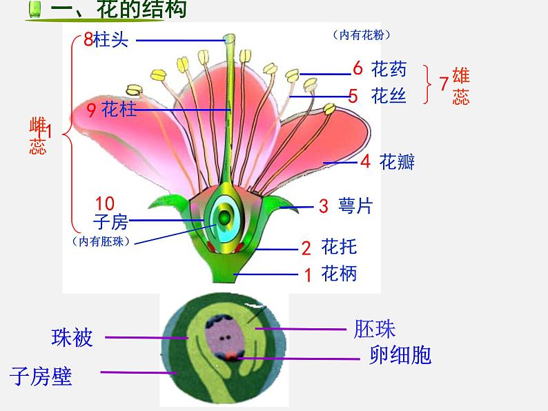 第三节 开花和结果 课件第4页