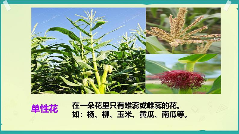 第三节 开花和结果 课件第8页