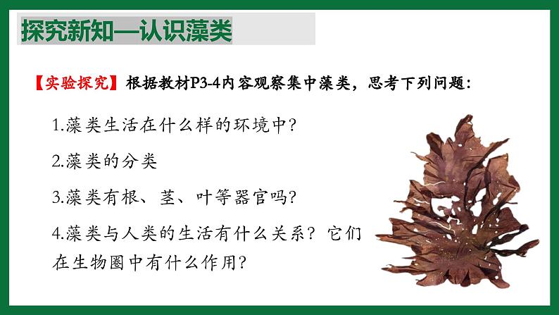 3.1.1 藻类（课件）-2024-2025学年六年级生物下册（鲁科版五四学制2024）第5页