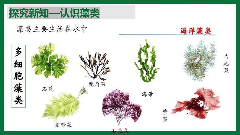 3.1.1 藻类（课件）-2024-2025学年六年级生物下册（鲁科版五四学制2024）第7页