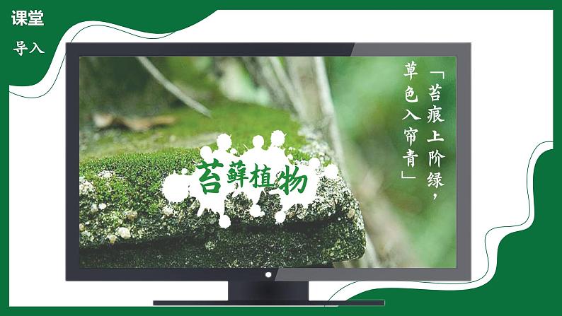 3.1.2 苔藓植物和蕨类植物（课件）-2024-2025学年六年级生物下册（鲁科版五四学制2024）第4页