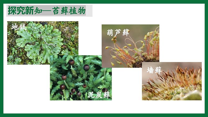 3.1.2 苔藓植物和蕨类植物（课件）-2024-2025学年六年级生物下册（鲁科版五四学制2024）第5页