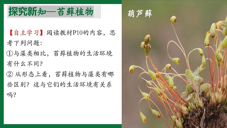 3.1.2 苔藓植物和蕨类植物（课件）-2024-2025学年六年级生物下册（鲁科版五四学制2024）第6页