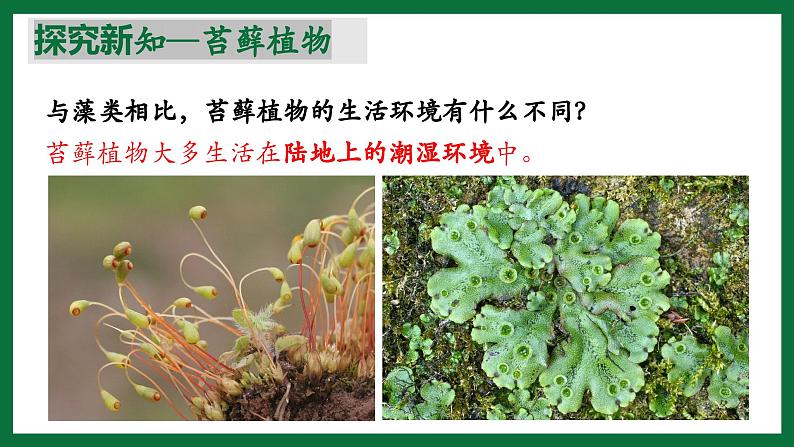 3.1.2 苔藓植物和蕨类植物（课件）-2024-2025学年六年级生物下册（鲁科版五四学制2024）第7页