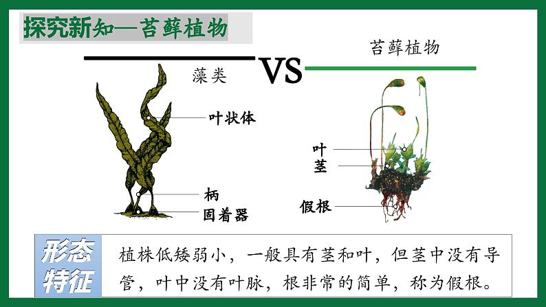 3.1.2 苔藓植物和蕨类植物（课件）-2024-2025学年六年级生物下册（鲁科版五四学制2024）第8页