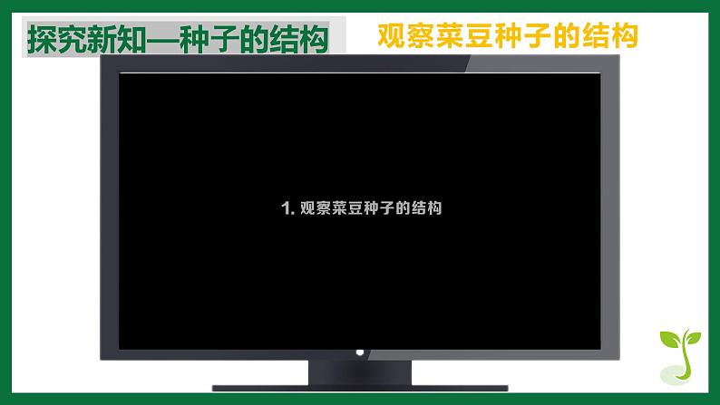 3.1.3 种子植物（课件）-2024-2025学年六年级生物下册（鲁科版五四学制2024）第5页