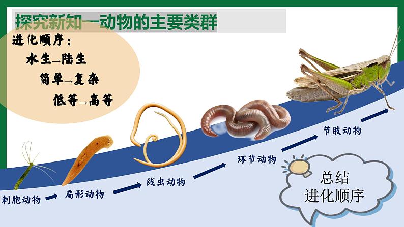 3.2.1 无脊椎动物（课件）-2024-2025学年六年级生物下册（鲁科版五四学制2024）第6页