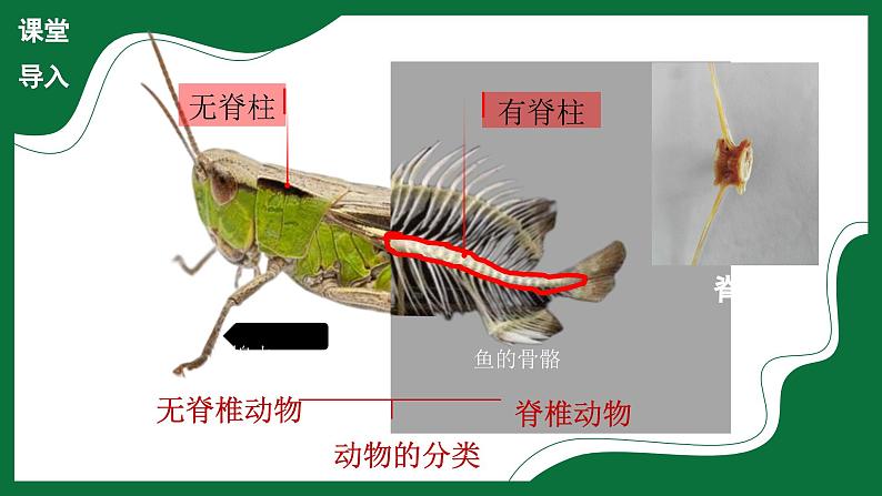 3.2.2 鱼类（课件）-2024-2025学年六年级生物下册（鲁科版五四学制2024）第4页