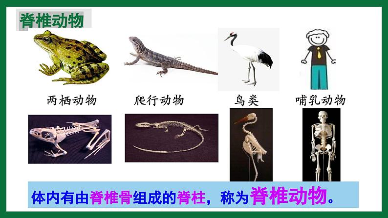 3.2.2 鱼类（课件）-2024-2025学年六年级生物下册（鲁科版五四学制2024）第5页