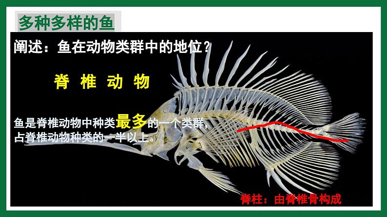 3.2.2 鱼类（课件）-2024-2025学年六年级生物下册（鲁科版五四学制2024）第8页