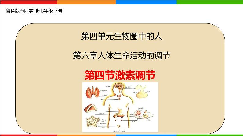 4.6.4 激素调节-2024-2025学年七年级生物下册同步精品课件（鲁科版五四学制2024）第1页