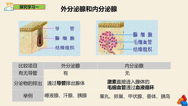 4.6.4 激素调节-2024-2025学年七年级生物下册同步精品课件（鲁科版五四学制2024）第6页