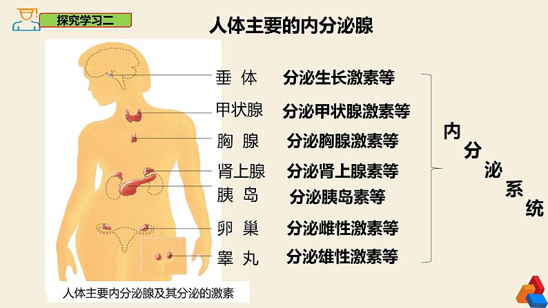 4.6.4 激素调节-2024-2025学年七年级生物下册同步精品课件（鲁科版五四学制2024）第7页