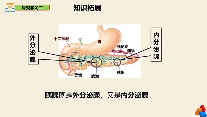 4.6.4 激素调节-2024-2025学年七年级生物下册同步精品课件（鲁科版五四学制2024）第8页