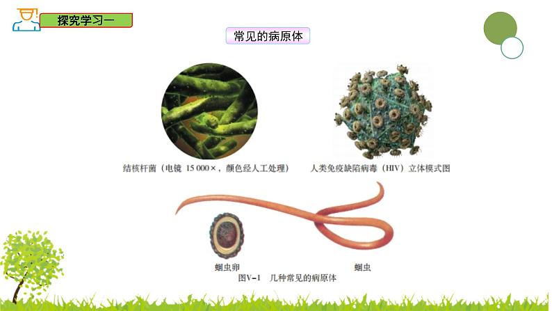 5.1.1 传染病及其预防-2024-2025学年七年级生物下册同步精品课件（鲁科版五四学制2024）第8页