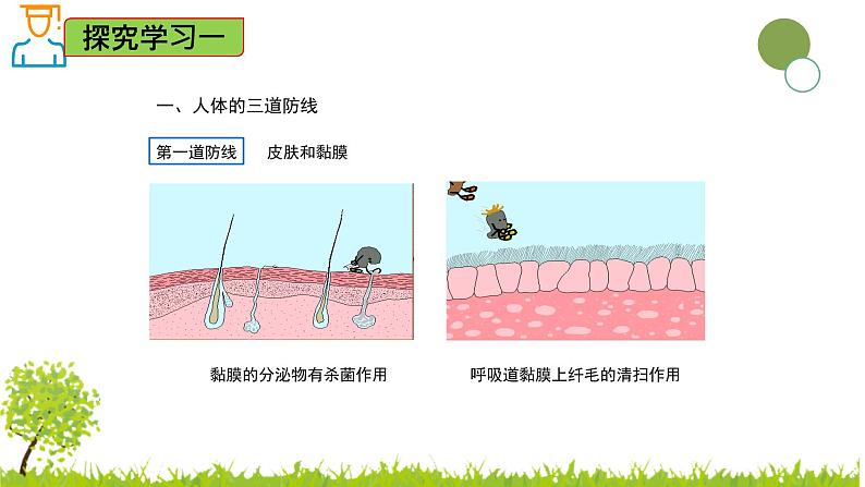 5.1.2 免疫与计划免疫-2024-2025学年七年级生物下册同步精品课件（鲁科版五四学制2024）第8页