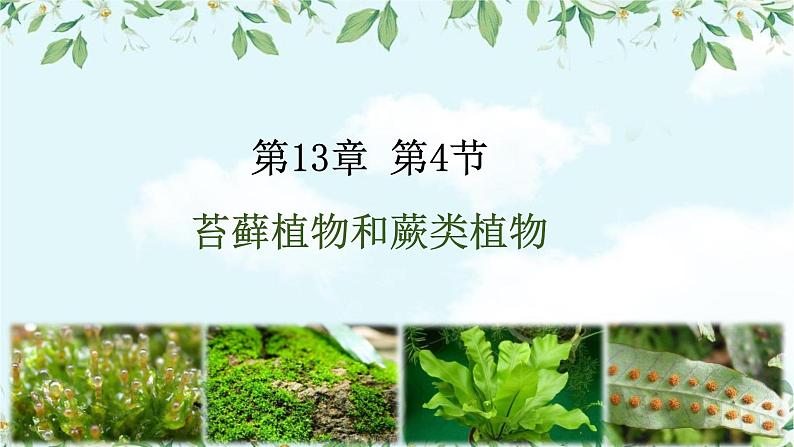 13.4 苔藓植物与蕨类植物- 2024-2025学年八年级生物下册同步课件（北京版2024）第1页