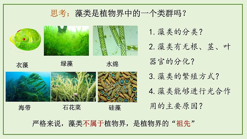 13.4 苔藓植物与蕨类植物- 2024-2025学年八年级生物下册同步课件（北京版2024）第4页