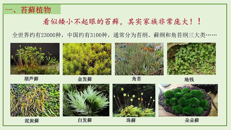 13.4 苔藓植物与蕨类植物- 2024-2025学年八年级生物下册同步课件（北京版2024）第7页