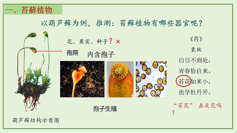 13.4 苔藓植物与蕨类植物- 2024-2025学年八年级生物下册同步课件（北京版2024）第8页