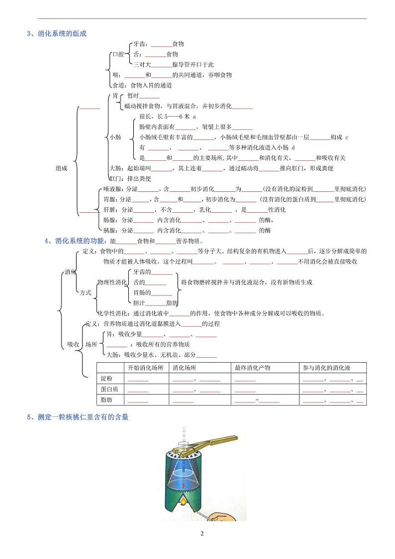 人教版生物七年级下册期末复习必背知识清单（填空）第2页