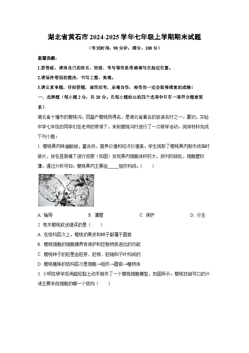 湖北省黄石市2024-2025学年七年级(上)期末生物试卷（解析版）第1页