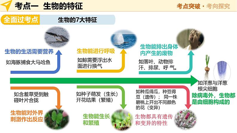 2025年中考生物一轮复习 第01讲 生物及其与环境的关系 课件第6页